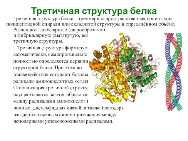 Третичная структура белка Третичная структура белка – трёхмерная пространственная ориентация полипептидной