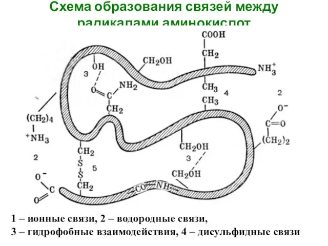 Схема образования связей между радикалами аминокислот 1 – ионные связи, 2