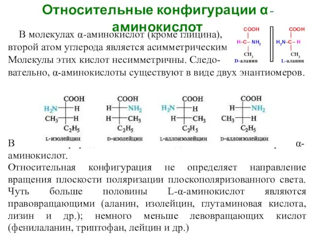 Относительные конфигурации α-аминокислот В молекулах α-аминокислот (кроме глицина), второй атом углерода