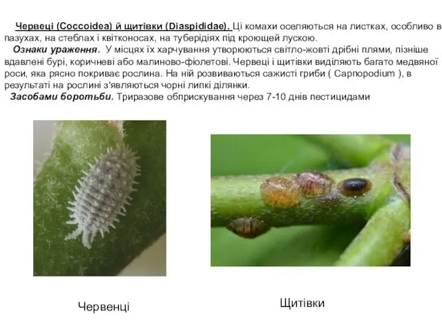 Червеці (Coccoidea) й щитівки (Diaspididae). Ці комахи оселяються на листках, особливо