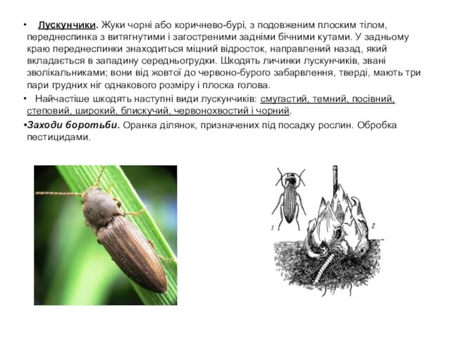 Лускунчики. Жуки чорні або коричнево-бурі, з подовженим плоским тілом, переднеспинка з