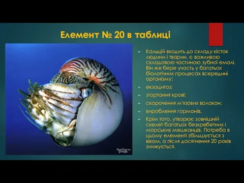 Елемент № 20 в таблиці Кальцій входить до складу кісток людини