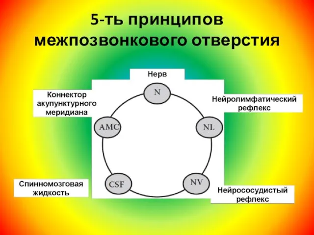 5-ть принципов межпозвонкового отверстия