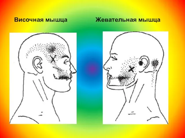 Височная мышца Жевательная мышца