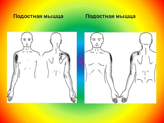 Подостная мышца Подостная мышца