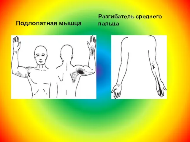 Подлопатная мышца Разгибатель среднего пальца