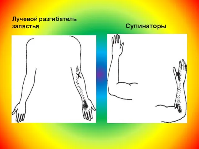 Лучевой разгибатель запястья Супинаторы