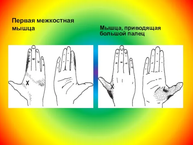 Первая межкостная мышца Мышца, приводящая большой палец