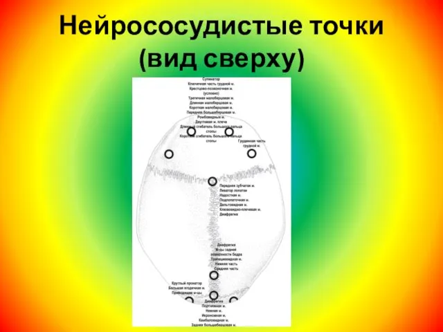 Нейрососудистые точки (вид сверху)