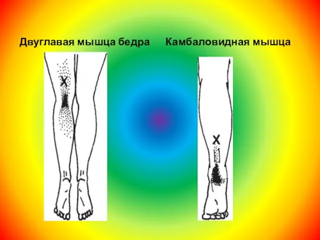 Двуглавая мышца бедра Камбаловидная мышца