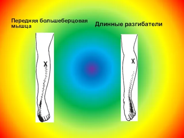 Передняя большеберцовая мышца Длинные разгибатели