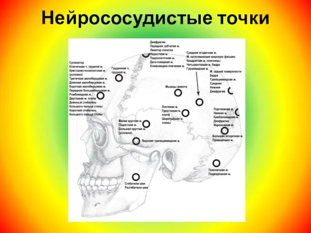 Нейрососудистые точки