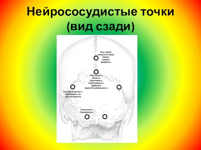 Нейрососудистые точки (вид сзади)