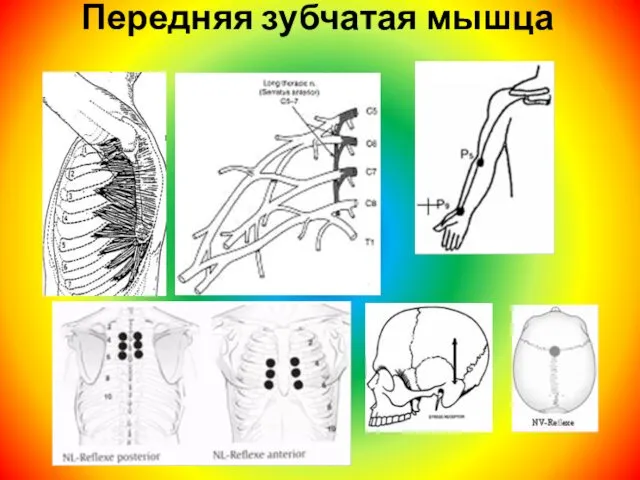 Передняя зубчатая мышца