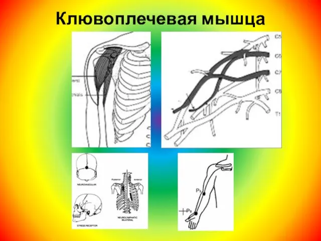 Клювоплечевая мышца