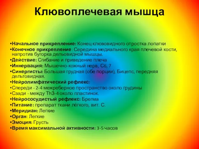 Клювоплечевая мышца Начальное прикрепление: Конец клювовидного отростка лопатки Конечное прикрепление: Середина