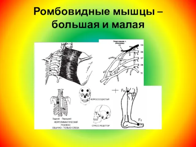 Ромбовидные мышцы – большая и малая