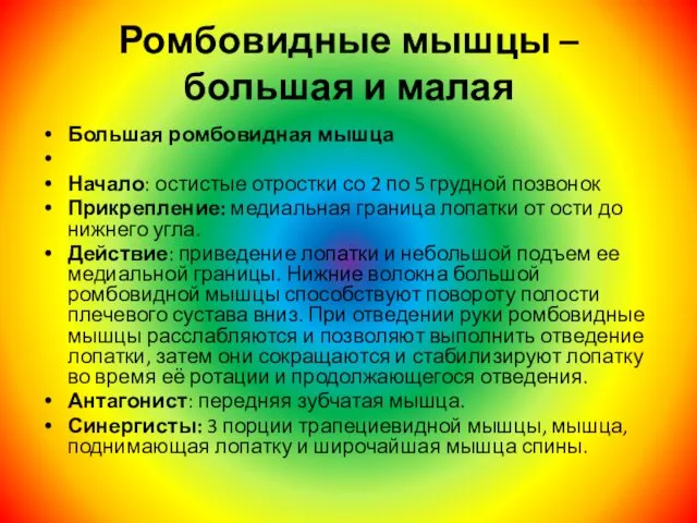 Ромбовидные мышцы – большая и малая Большая ромбовидная мышца Начало: остистые