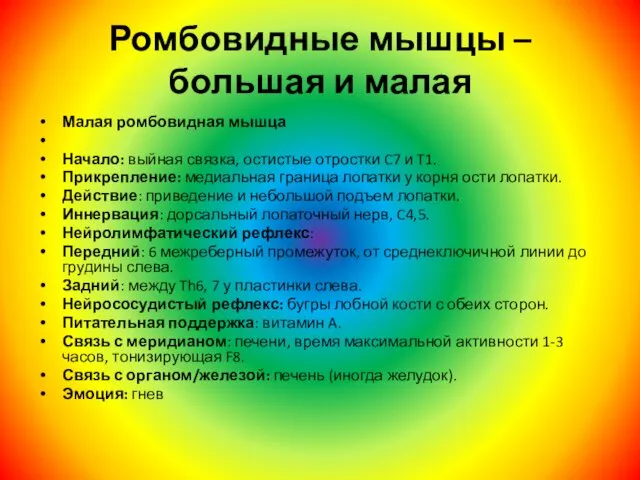 Ромбовидные мышцы – большая и малая Малая ромбовидная мышца Начало: выйная