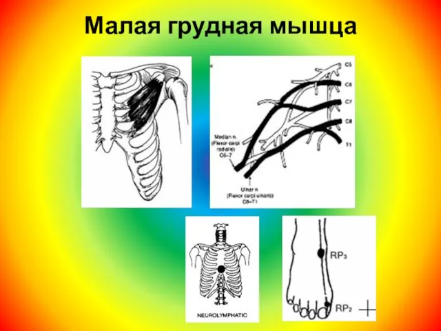 Малая грудная мышца