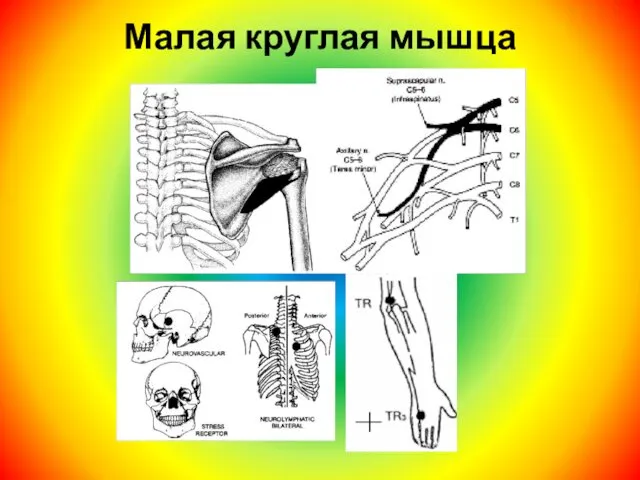 Малая круглая мышца