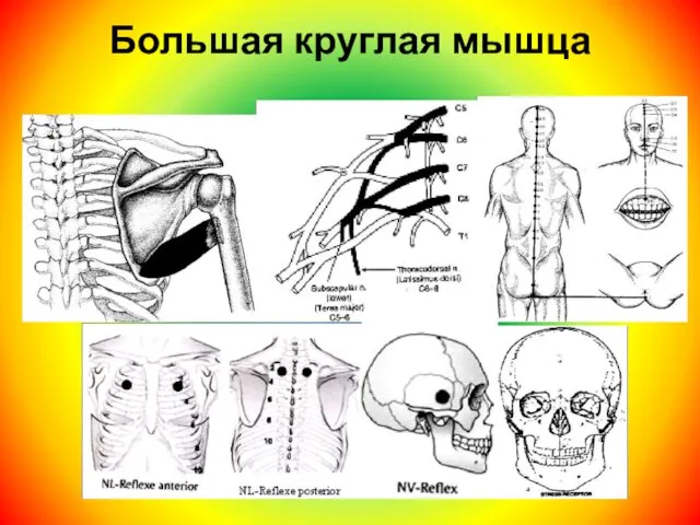 Большая круглая мышца