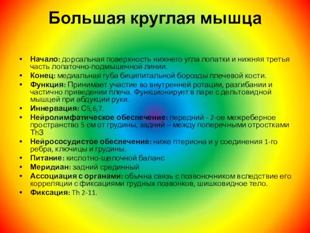 Большая круглая мышца Начало: дорсальная поверхность нижнего угла лопатки и нижняя