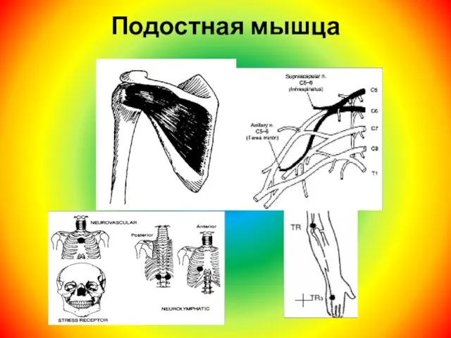 Подостная мышца