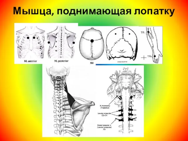 Мышца, поднимающая лопатку