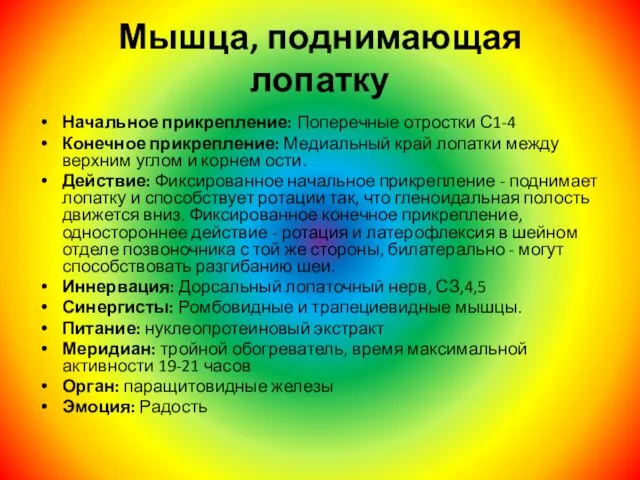 Мышца, поднимающая лопатку Начальное прикрепление: Поперечные отростки С1-4 Конечное прикрепление: Медиальный