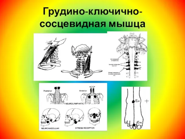 Грудино-ключично-сосцевидная мышца