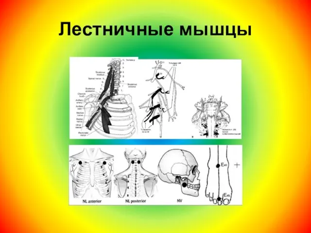 Лестничные мышцы