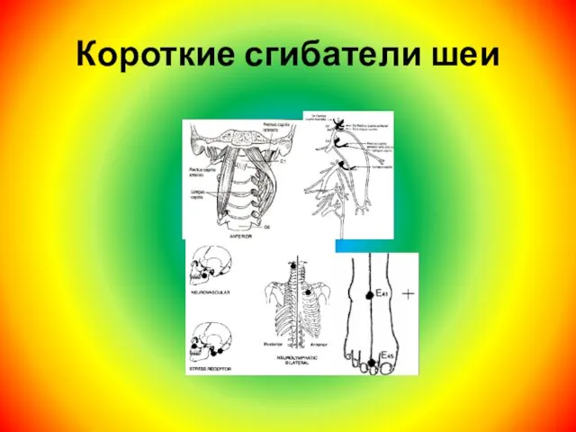 Короткие сгибатели шеи