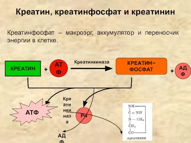 Креатин, креатинфосфат и креатинин Креатинфосфат – макроэрг, аккумулятор и переносчик энергии