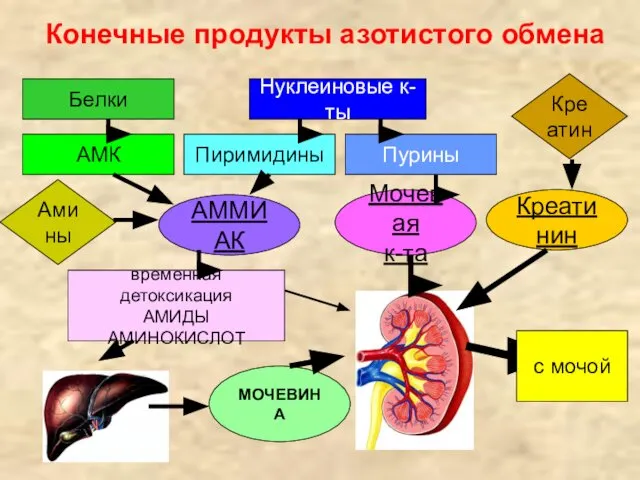 Конечные продукты азотистого обмена Белки Нуклеиновые к-ты АМК Пиримидины Пурины АММИАК