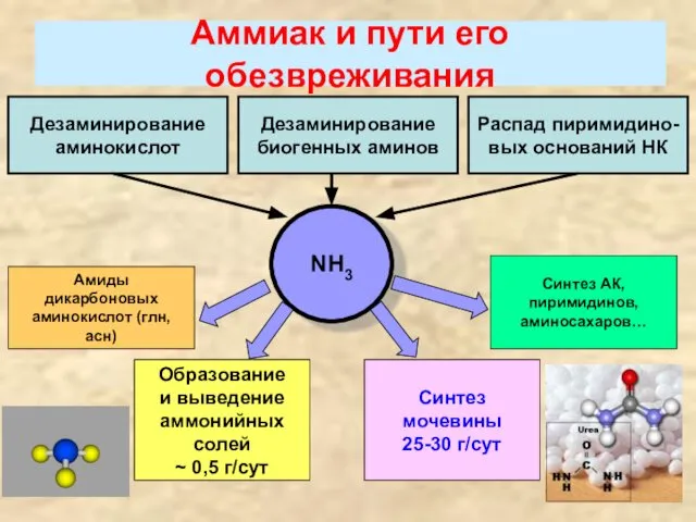 Аммиак и пути его обезвреживания Дезаминирование аминокислот Дезаминирование биогенных аминов Распад