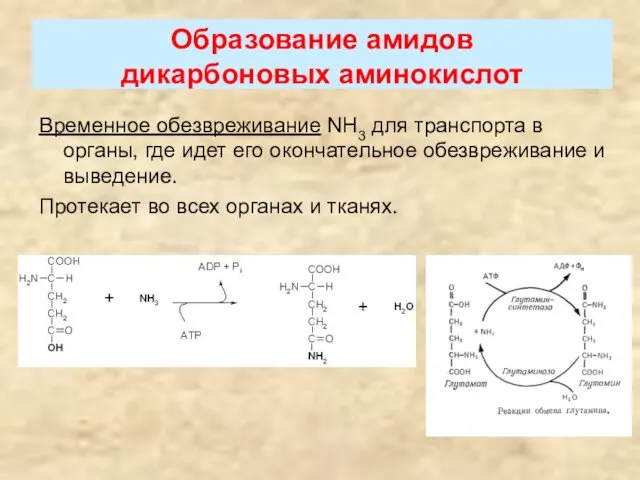 Образование амидов дикарбоновых аминокислот Временное обезвреживание NH3 для транспорта в органы,