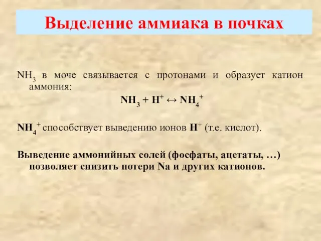 Выделение аммиака в почках NH3 в моче связывается с протонами и