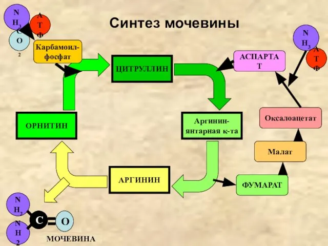 Синтез мочевины NH3 CO2 ОРНИТИН АТФ ЦИТРУЛЛИН Аргинин- янтарная к-та АСПАРТАТ