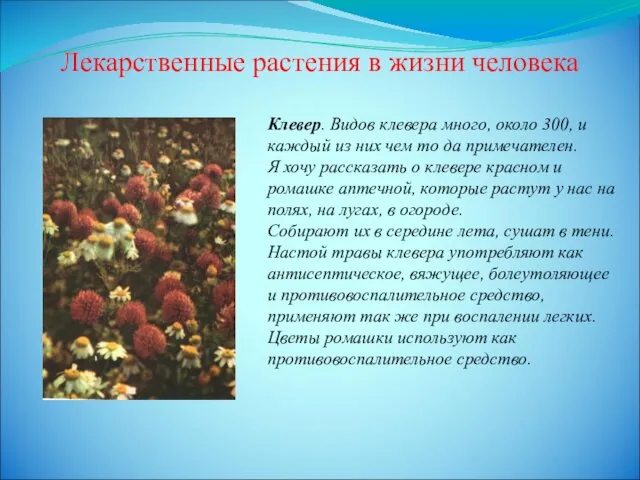 Лекарственные растения в жизни человека Клевер. Видов клевера много, около 300,