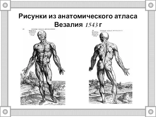 Рисунки из анатомического атласа Везалия 1543 г