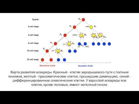 Карта развития аскариды. Красный - клетки зародышевого пути с полным геномом,