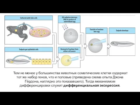 Тем не менее у большинства животных соматические клетки содержат тот же