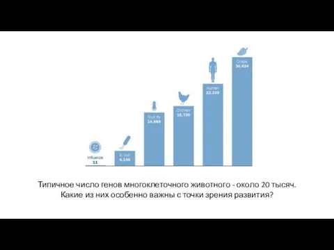 Типичное число генов многоклеточного животного - около 20 тысяч. Какие из