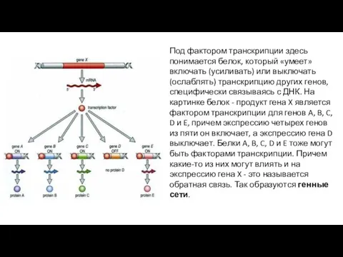 Под фактором транскрипции здесь понимается белок, который «умеет» включать (усиливать) или