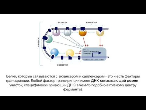 Белки, которые связываются с энхансером и сайленсером - это и есть