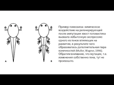 Пример гомеозиса: химическое воздействие на регенерирующий после ампутации хвост головастика вызвало