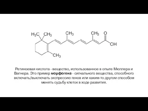 Ретиноевая кислота - вещество, использованное в опыте Мюллера и Вагнера. Это