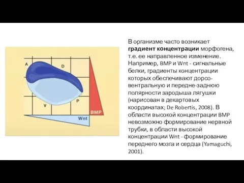 В организме часто возникает градиент концентрации морфогена, т.е. ее направленное изменение.