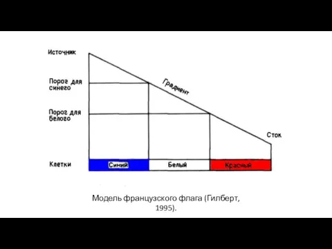 Модель французского флага (Гилберт, 1995).